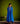 Blue Chanderi Anarkali Set