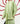 Godets Shirt & Lungi Skirt Set