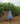 Barbecue Day Desert Bluebell Dress