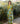 Entwined Checkered Sari