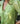Secret Garden Green Blouse